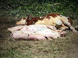 Sremska Mitrovica: Namjeravali prodati meso uginule svinje