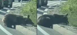 VIDEO: Povređeni medved ostavljen pored puta
