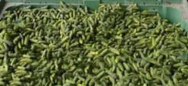 Povrće iz Srbije ponovo vraćena sa granice: Fungicid metalaksil pronađen u krastavcima. Naloženo da se krastavci unište.