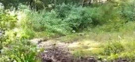 Horor kod Velikih Crljana: Deca pronašla delove tela u džaku, reč je o muškarcu koji je iz okoline Lazarevca i koji se bavio zelenašenjem!
