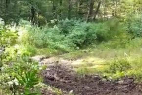 Horor kod Velikih Crljana: Deca pronašla delove tela u džaku, reč je o muškarcu koji je iz okoline Lazarevca i koji se bavio zelenašenjem!